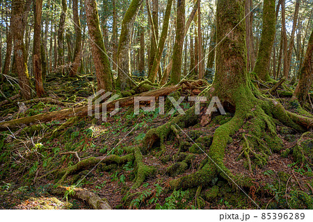 富士山麓に広がる青木ヶ原樹海の木々・神秘的な森の中 85396289