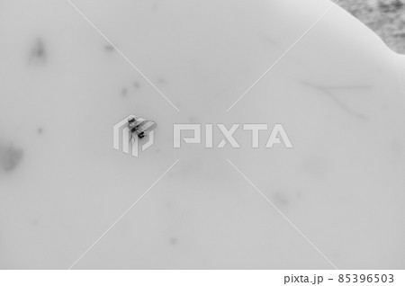 Macro of a single fruit fly caught on a sticky paper trap 85396503