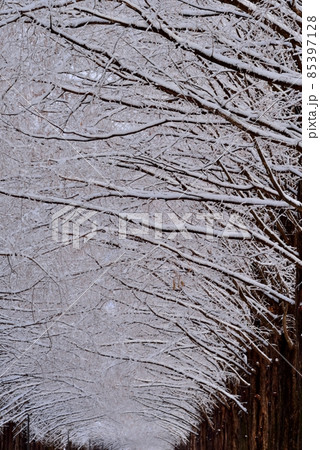 雪のメタセコイア並木 85397128