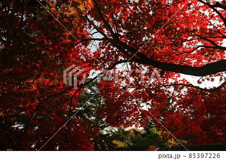 ムンスサ 85397226