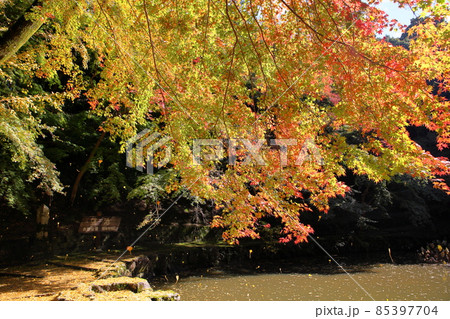輝 紅葉イロハモミジ 輝 紅葉イロハモミジ 85397704