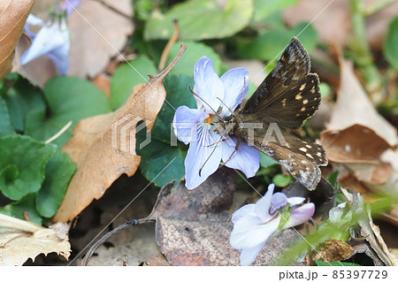 タチツボスミレの花を吸蜜中のミヤマセセリ（オス） 85397729