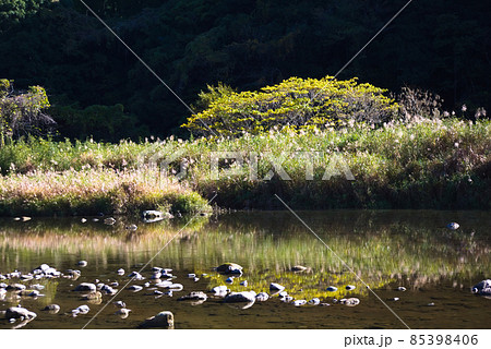小川沿いの初冬の風景 小川沿いの初冬の風景 85398406