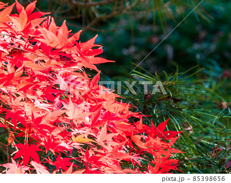 秋の風物詩 美しい紅葉が彩る景色 秋の風物詩 美しい紅葉が彩る景色 85398656