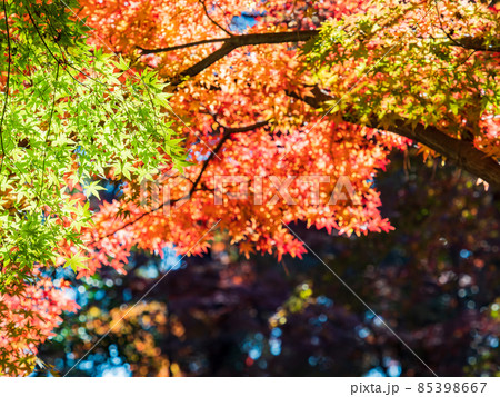 秋の風物詩 美しい紅葉が彩る景色 秋の風物詩 美しい紅葉が彩る景色 85398667