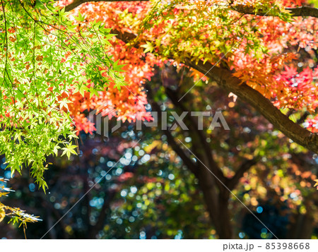 秋の風物詩 美しい紅葉が彩る景色 秋の風物詩 美しい紅葉が彩る景色 85398668