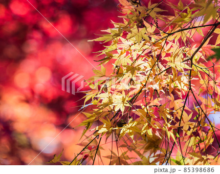 秋の風物詩 美しい紅葉が彩る景色 秋の風物詩 美しい紅葉が彩る景色 85398686