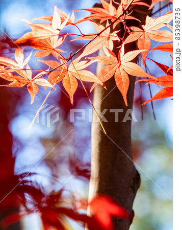 秋の風物詩 美しい紅葉が彩る景色 秋の風物詩 美しい紅葉が彩る景色 85398736