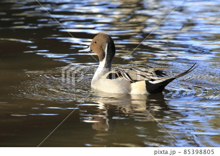 水上を泳ぐオナガガモの雄 85398805