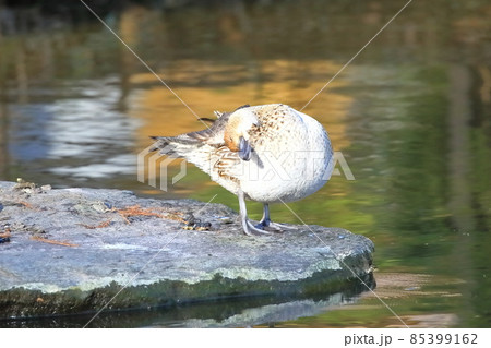 毛づくろいするかわいいオナガガモのメス 85399162