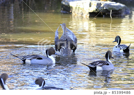 羽ばたくオナガガモのメスと泳ぐオスたち 85399486