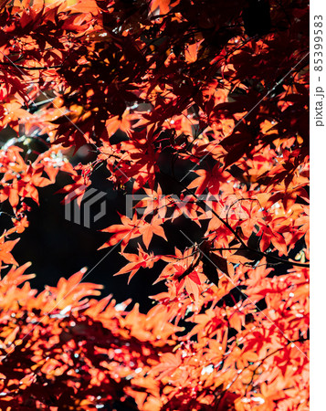 秋の風物詩 美しい紅葉が彩る景色 秋の風物詩 美しい紅葉が彩る景色 85399583