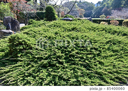 山科勧修寺 85400060