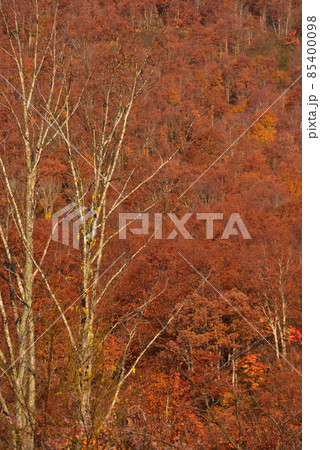 紅葉の山 85400098