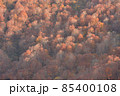 紅葉の山 85400108