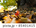 光に照らされる一枚の紅葉 85401415
