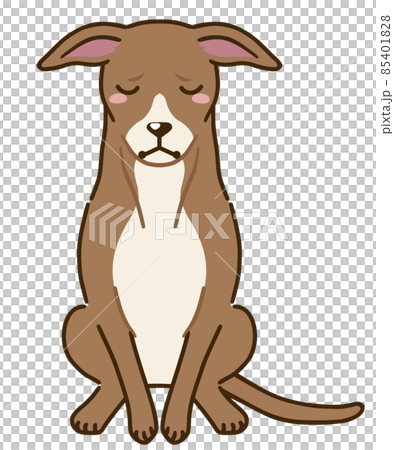 Depressed Italian Greyhound (Red) Depressed Italian Greyhound (Red) 85401828