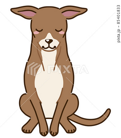 おじぎするイタリアングレイハウンド（レッド系） 85401833