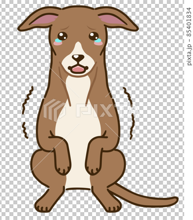 Frightened Italian Greyhound (red) Frightened Italian Greyhound (red) 85401834