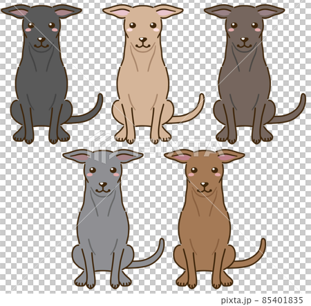 Italian Greyhound with various coat colors (solid) Italian Greyhound with various coat colors (solid) 85401835
