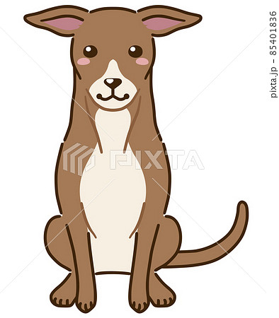 イタリアングレイハウンド レッド系 のイラスト素材
