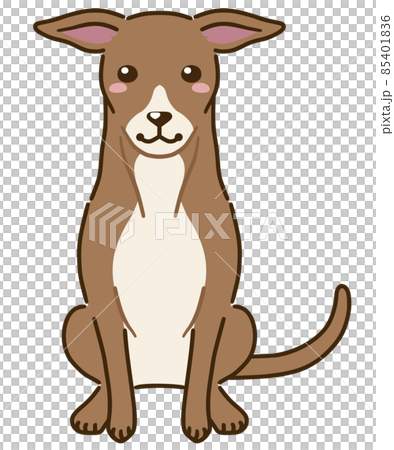 イタリアングレイハウンド レッド系 のイラスト素材