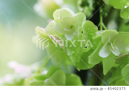 可憐な美しい白い紫陽花の花 85402375