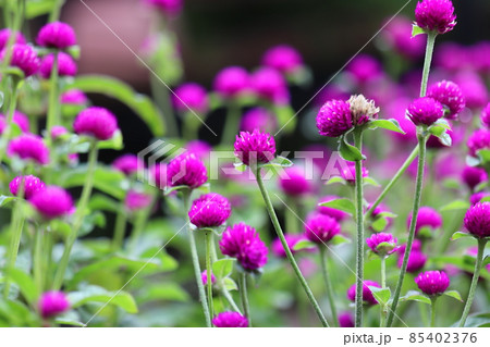 満開の千日紅 満開の千日紅 85402376