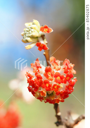 ベニバナミツマタの花 85402875