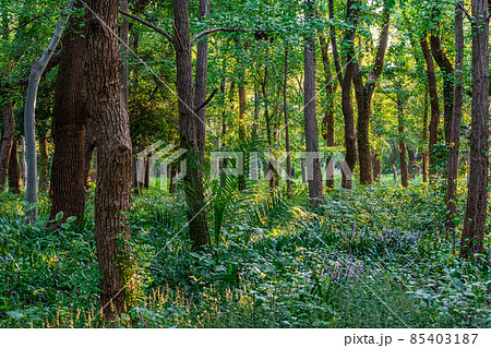 森　森林イメージ 85403187