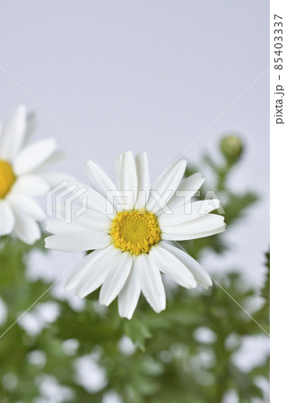 ノースポール 85403337