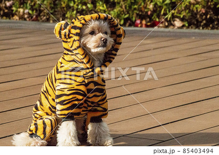 虎の着ぐるみを着る犬 85403494