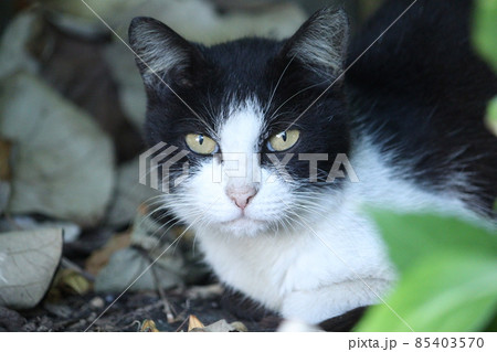 林の中で住む猫 何見てんだよ 林の中で住む猫 何見てんだよ 85403570