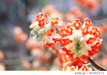 ベニバナミツマタの花 85403571