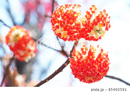 ベニバナミツマタの花 ベニバナミツマタの花 85403591