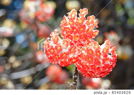 ベニバナミツマタの花 ベニバナミツマタの花 85403629