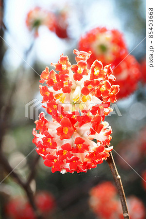 ベニバナミツマタの花 ベニバナミツマタの花 85403668