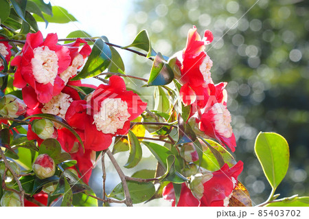 ボクハンツバキの花 85403702