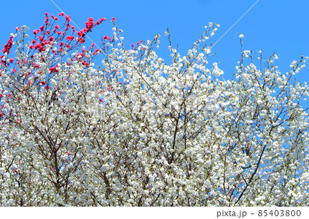 リョクガクザクラの花 リョクガクザクラの花 85403800