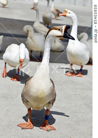 動物園風景　ガチョウ 85403939