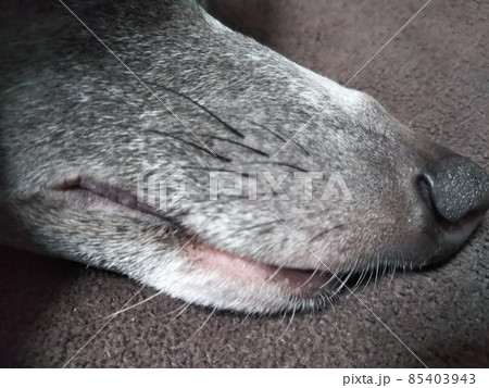 イタリアングレーハウンドの口 イタリアングレーハウンドの口 85403943