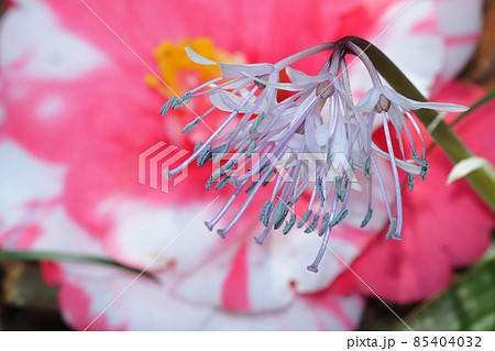 ショウジョウバカマの花と落下した椿の花 85404032