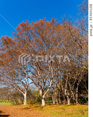 秋晴れの空とダイナミックな百日紅の樹形 85404108