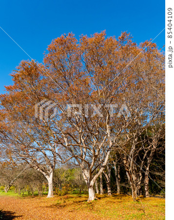 秋晴れの空とダイナミックな百日紅の樹形 85404109