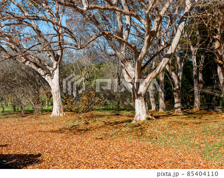 秋晴れの空とダイナミックな百日紅の樹形 85404110