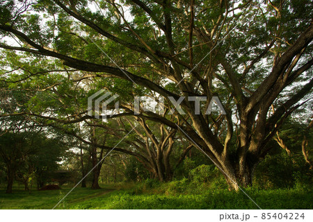 Shade of Rain-tree canopy Big tree in the forest Shade of Rain-tree canopy Big tree in the forest 85404224