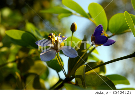 Small purple flowers of genus Guaiacum tree of Lignum vitae wood 85404225