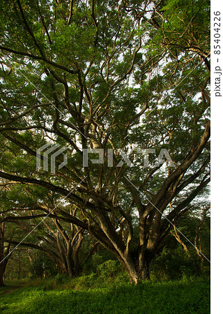 Shade of Rain-tree canopy Big tree in the forest 85404226