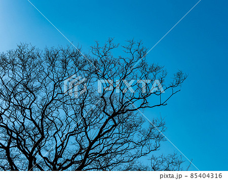 冬の風物詩　快晴の寒空と大木のダイナミックな樹冠 85404316