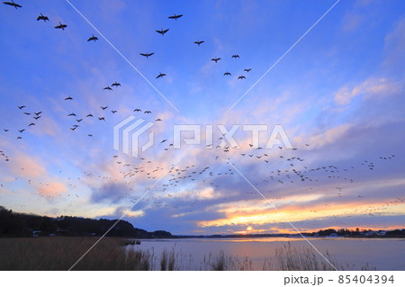 伊豆沼の朝の飛び立ち 85404394